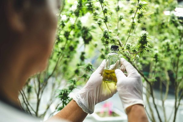 CBD : les utilisations exceptionnelles du produit